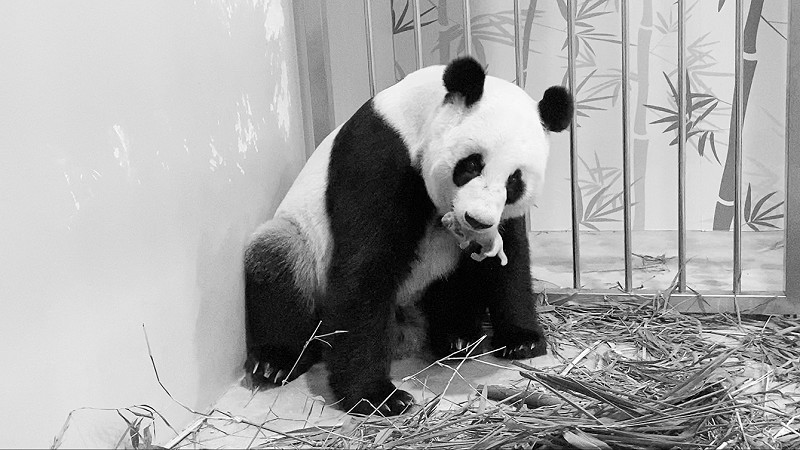 旅新大熊猫嘉嘉诞下首只宝宝